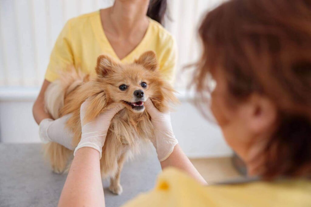 犬を診察している写真